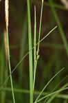 Pretty sedge